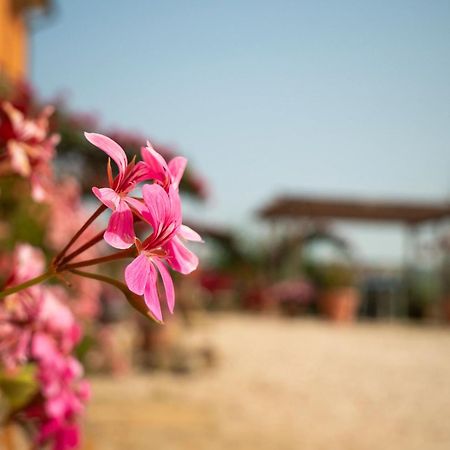 B&B Aesis La Dolce Collina Jesi Esterno foto