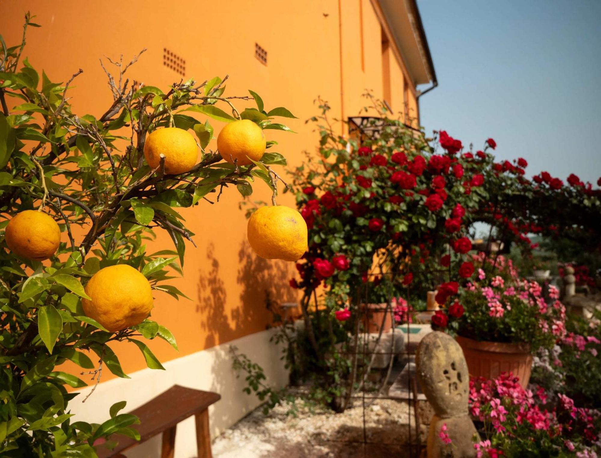 B&B Aesis La Dolce Collina Jesi Esterno foto